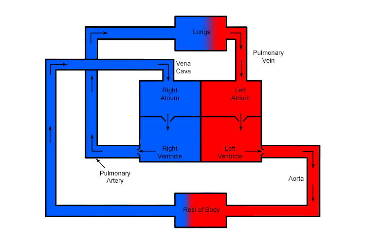 Diagram showing how unoxygenated and oxygenated blood travels through the pulmonary circuit